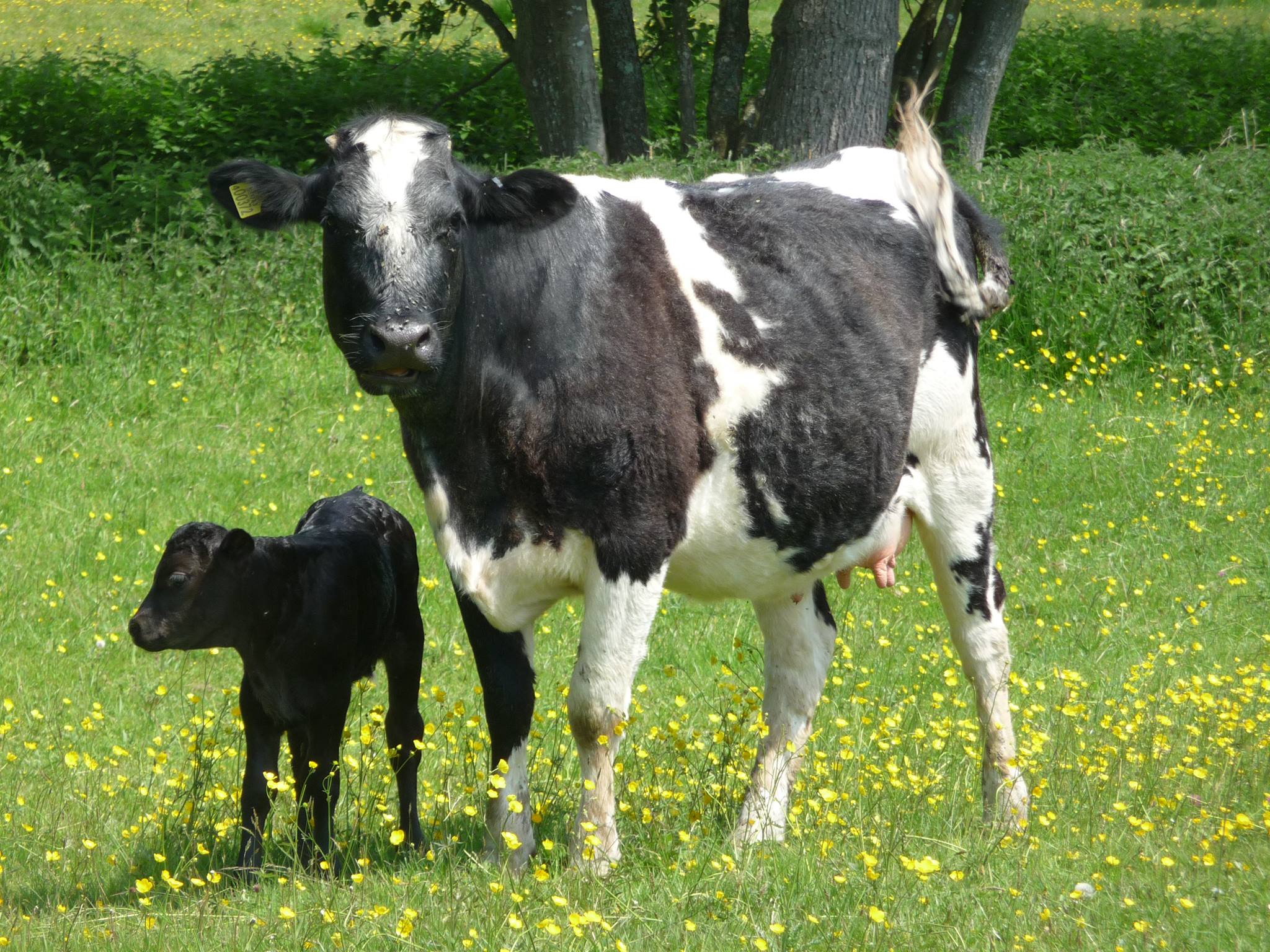 mum and baby calf