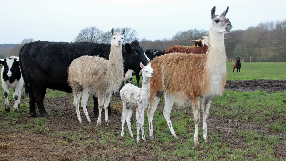 Llamas-and-cows-in-the-field