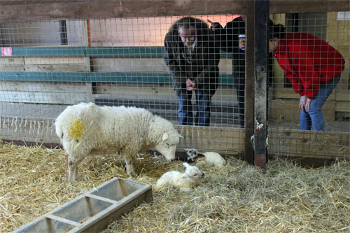 New-born-lambs