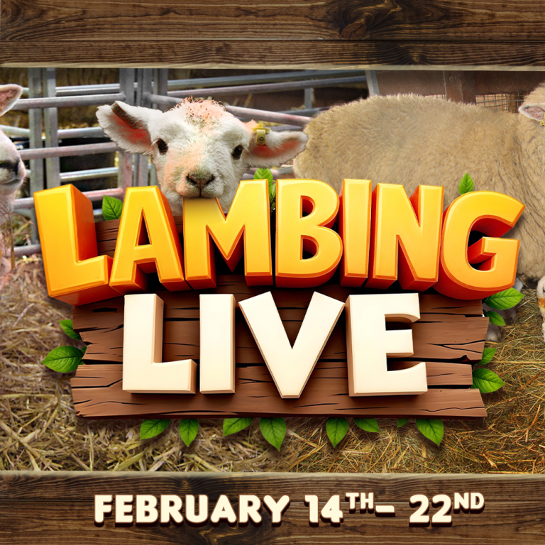lambing live 2026