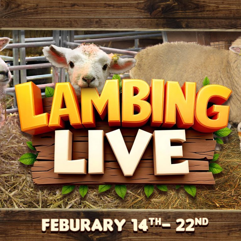 Lambing Live 4 kingdoms
