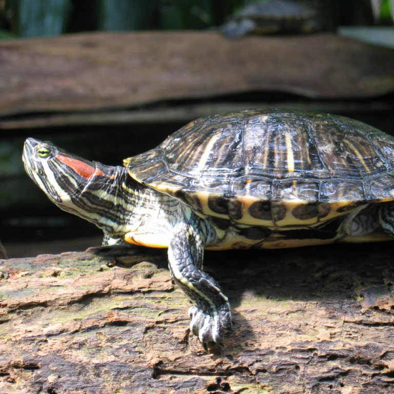 4 Kingdoms Animal Barn Petting Terrapin