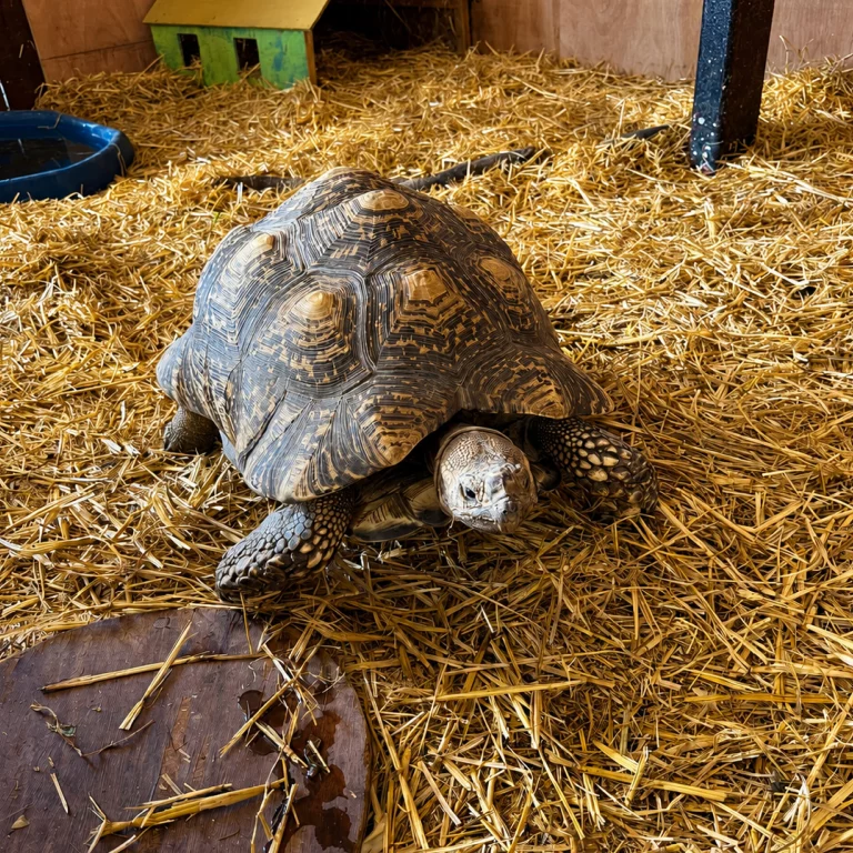 Giant Tortoise 4 Kingdoms Animal Barn Petting