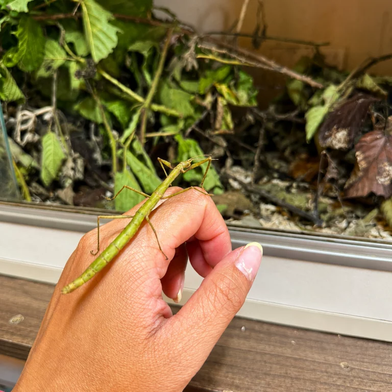 Stick Insects 4 Kingdoms Animal Barn Petting