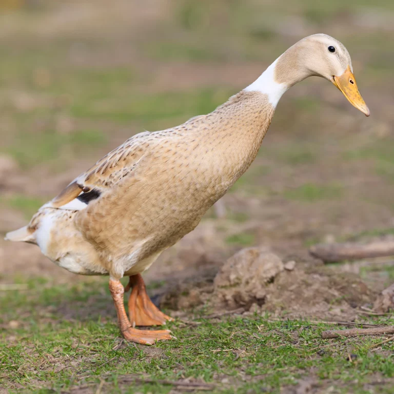 Ducks 4 Kingdoms Animal Barn Pettings