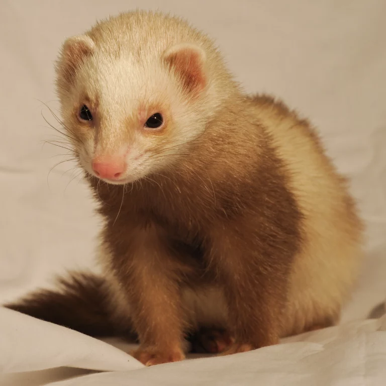 Ferrets 4 Kingdoms Animal Barn Petting