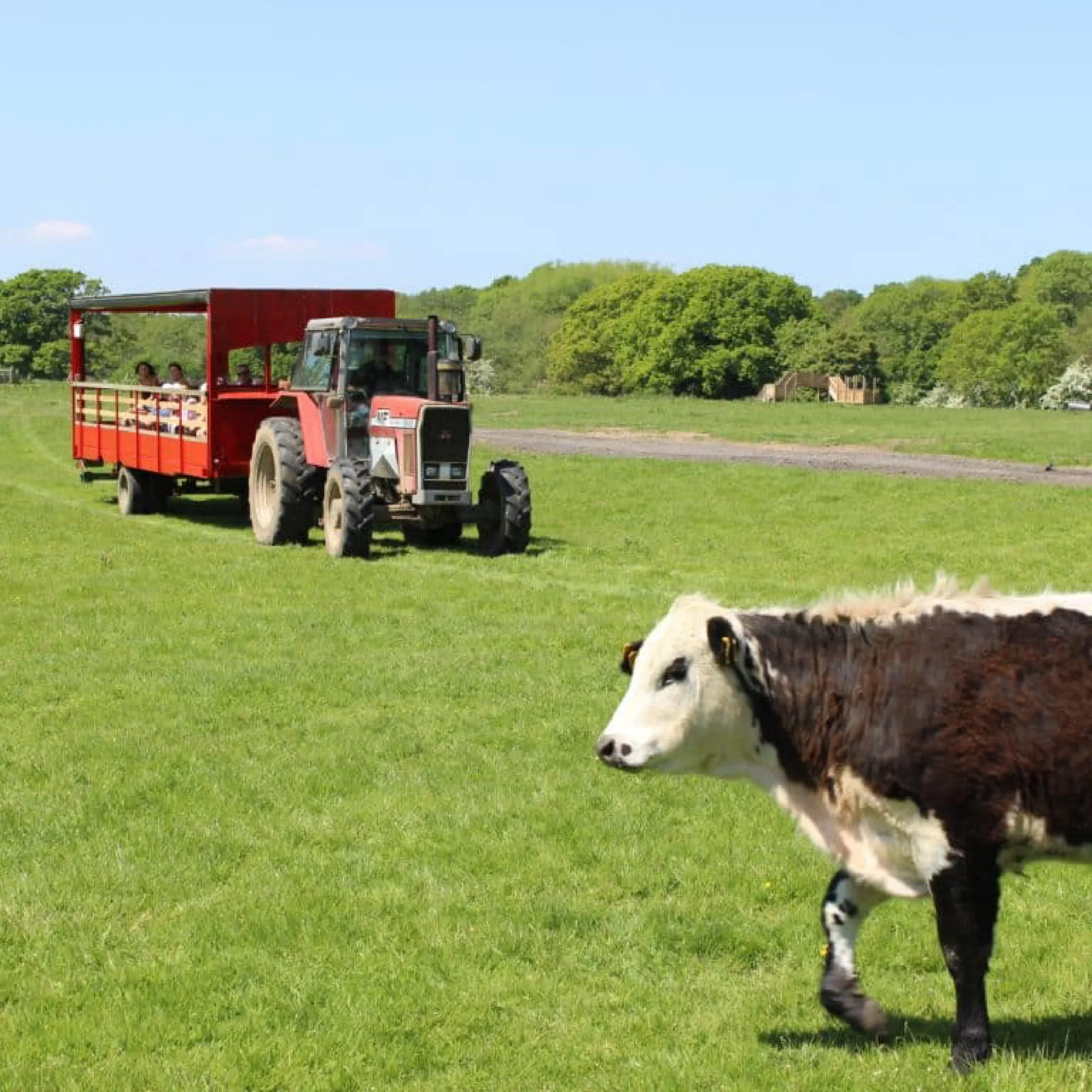 4 Kingdoms Children Activties Adventure Farm Park