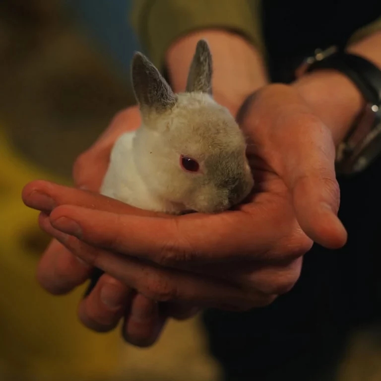 Baby Rabbits 4 Kingdoms Animal Barn Petting