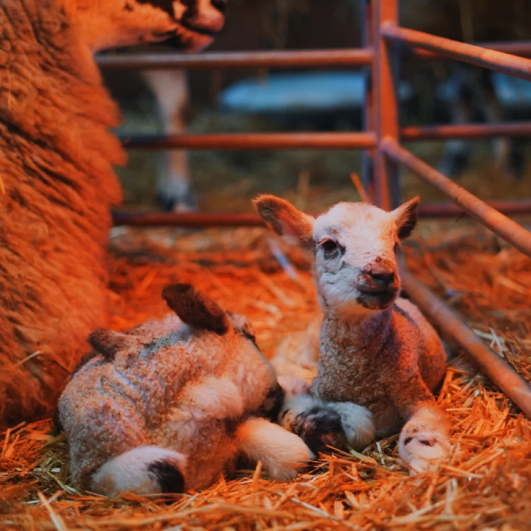 Lambs 4 Kingdoms Animal Barn Petting