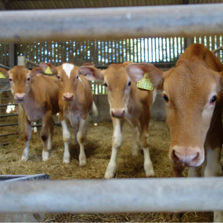 Calves Ducks 4 Kingdoms Animal Barn Pettings