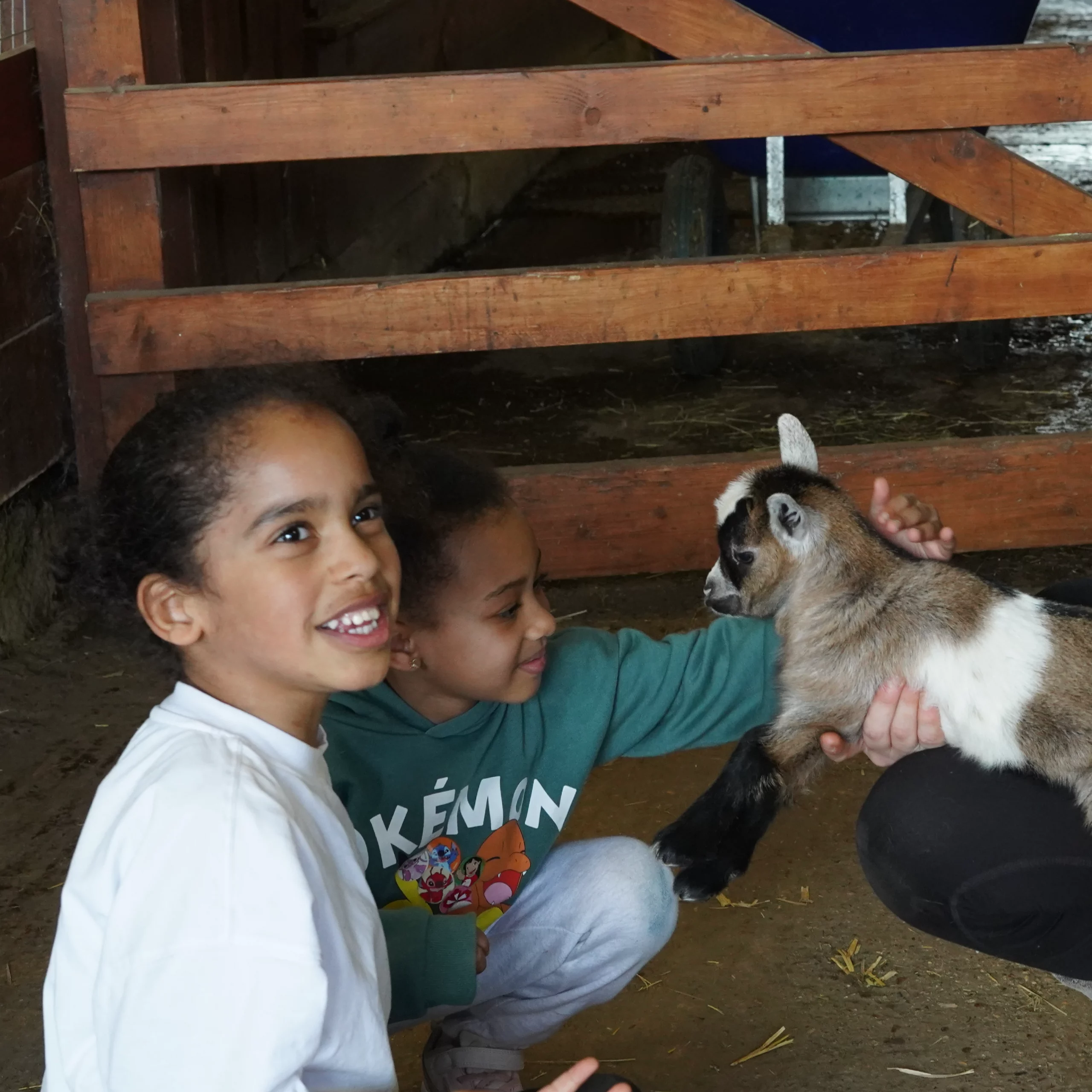 Animal Petting Party Children
