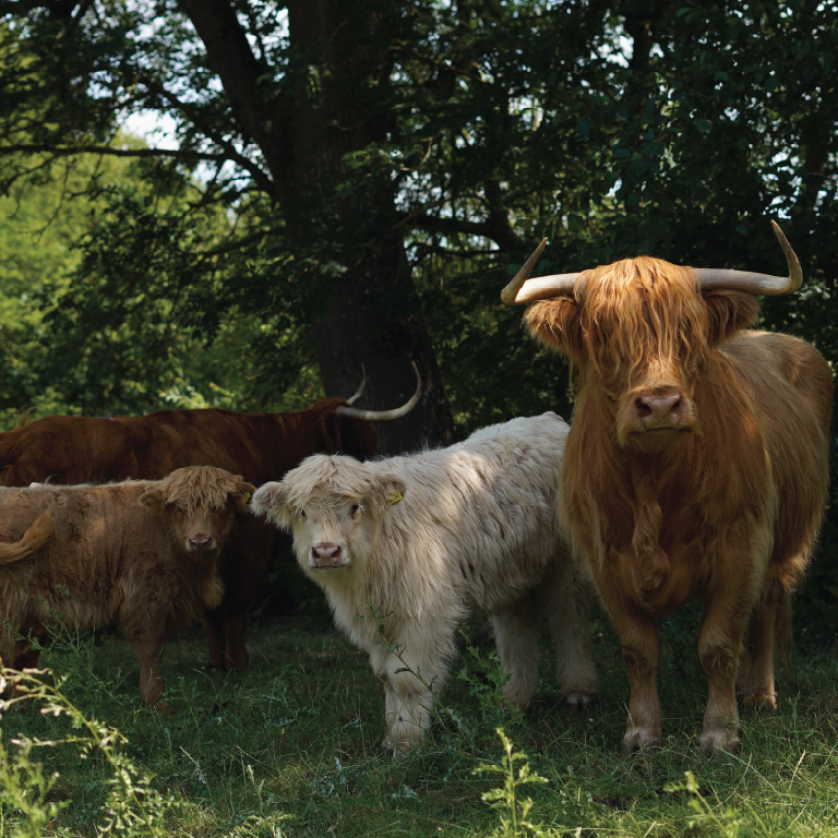 highland cows at 4 kingdoms